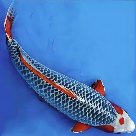 Asagi Japanese Koi Carp Cyprinus Carpio - Image 8