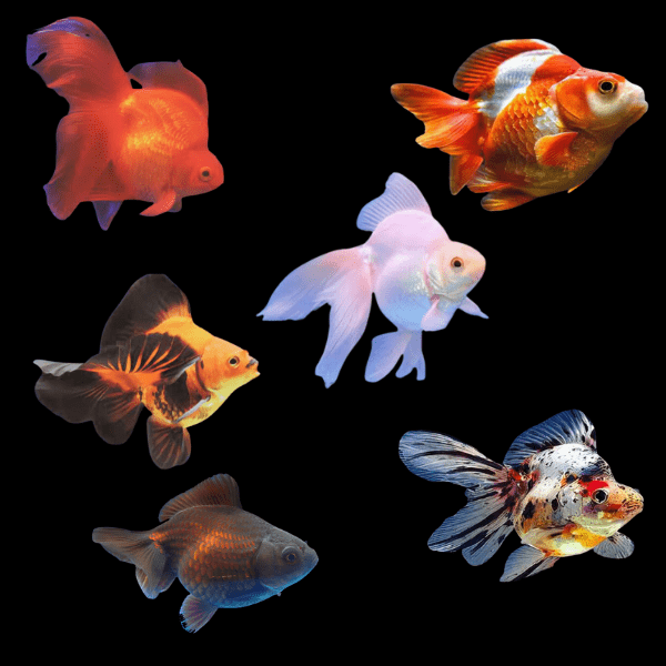 Assorted Giant Ryukin Goldfish Grade AA Carassius Auratus
