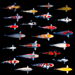 Assorted Japanese Koi Carp Cyprinus Carpio