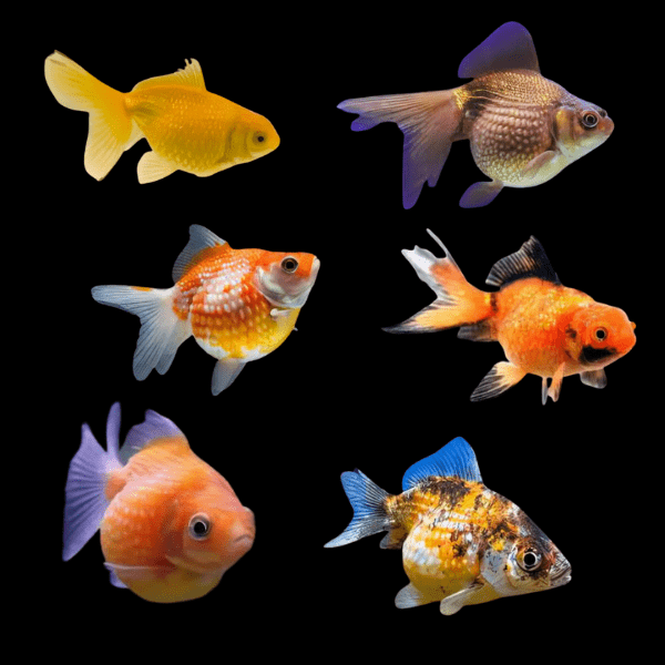 Assorted Giant Pearlscale Grade AA Goldfish Carassius Auratus