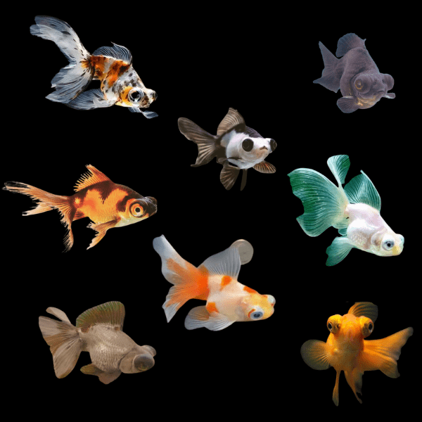 Assorted Giant Telescope Butterfly Moor Grade AA Goldfish Carassius Auratus