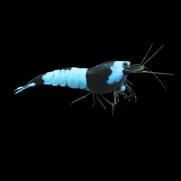 10 x Black King Kong Blue Diamond High Grade Shrimp Caridina Sp 2cm