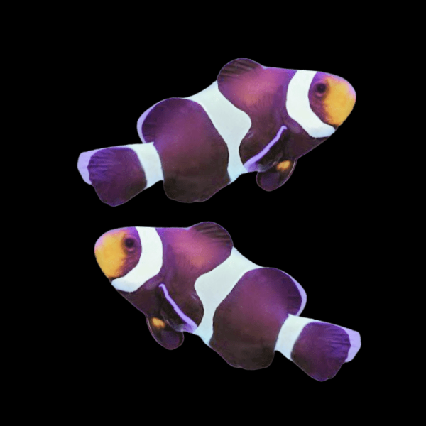 Black and White Clownfish Amphiprion Ocellaris Pair