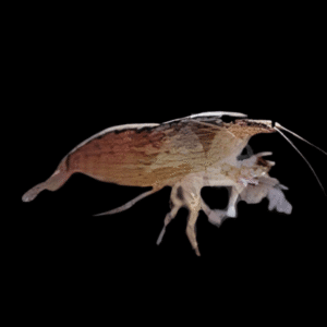 Bamboo Shrimp Atyopsis Moluccensis 5cm