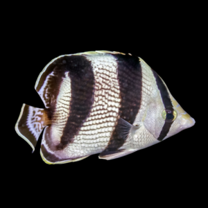 Banded Butterfly Fish Chaetodon Striatus