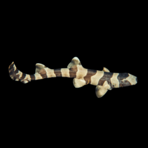 Banded Cat Shark Chiloscyllium Punctatum