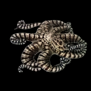 Banded Octopus Octopus Zebra
