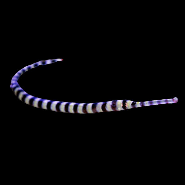 Banded Pipefish Dunckerocampus Dactyliophorus