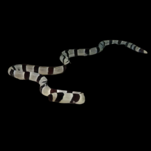 Banded Snake Eel Myrichthys Colubrinus
