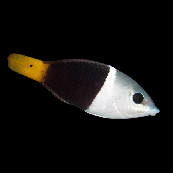 Banner Wrasse Hemigymnus Melapterus