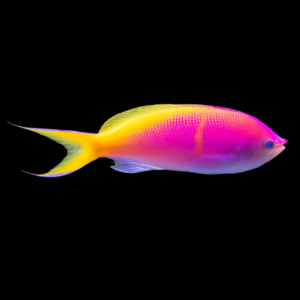 Bartlett's Anthias Pseudanthias Bartlettorum