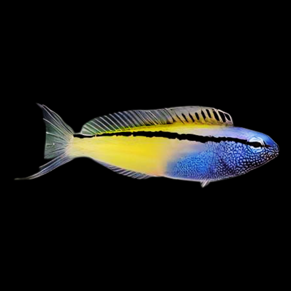 Beaver Blenny Meiacanthus Nigrolineatus