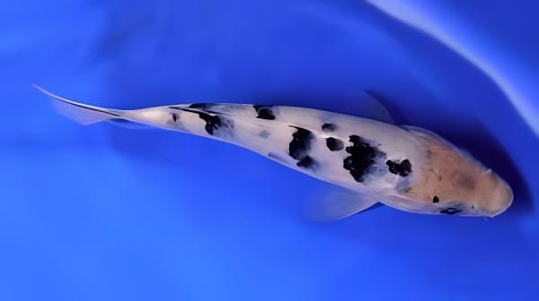 Bekko Grade A Koi Carp Cyprinus Carpio - Image 7