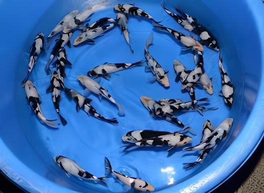 Bekko Grade A Koi Carp Cyprinus Carpio - Image 8