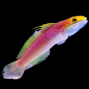 Bella Goby Valenciennea Bella