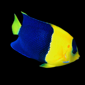 Bicolor Dwarf Angelfish Centropyge Bicolor