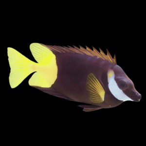 Bicolor Foxface Rabbit Fish Siganus Uspi