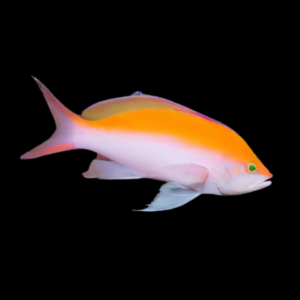 Bicolour Anthias Pseudanthias Bicolor