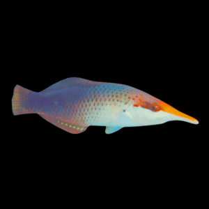 Birdmouth Wrasse Gomphosus Caeruleus Female