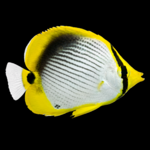 Black Back Butterfly Fish Chaetodon Melannotus