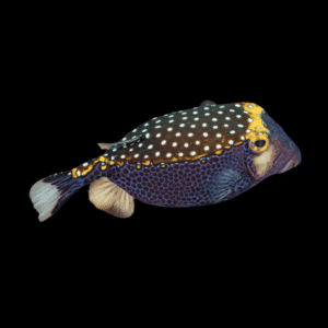 Black Boxfish Ostracion Meleagris
