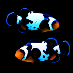 Black Ice Snowflake Clownfish Amphiprion Ocellaris Pair