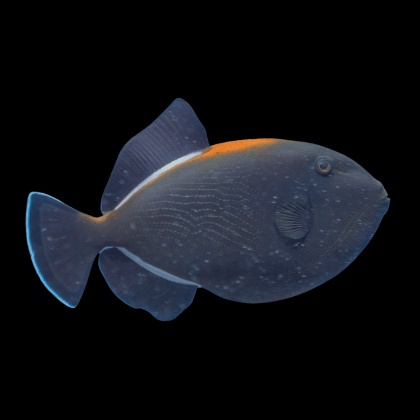 Black Indian Trigger Fish Melichthys Indicus