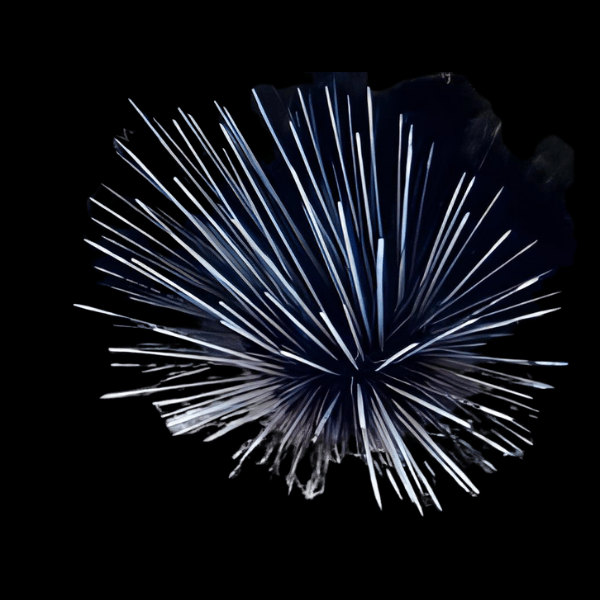 Black Long Spine Sea Urchin Diadema Antillarum