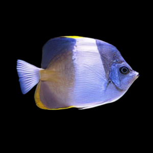 Black Pyramid Butterfly Fish Hemitaurichthys Zoster