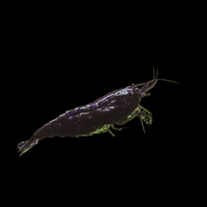 Black Sakura Shrimp Neocaridina Heteropda 2cm