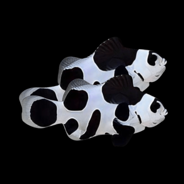 Black Storm Clownfish Amphiprion Ocellaris Pair