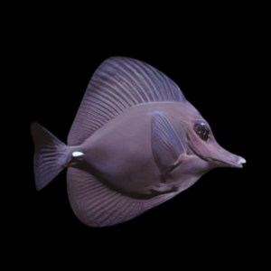 Black Tang Zebrasoma Rostratum