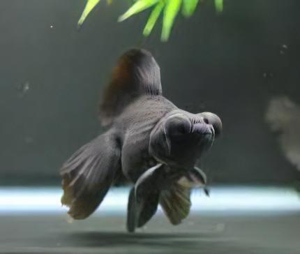 Assorted Giant Telescope Butterfly Moor Grade AA Goldfish Carassius Auratus - Image 5