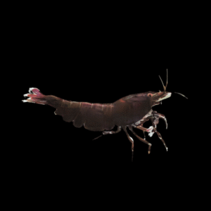 Black Tiger Shrimp Caridina 2cm