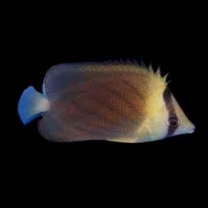 Blackburn's Butterfly Fish Chaetodon Blackburnii