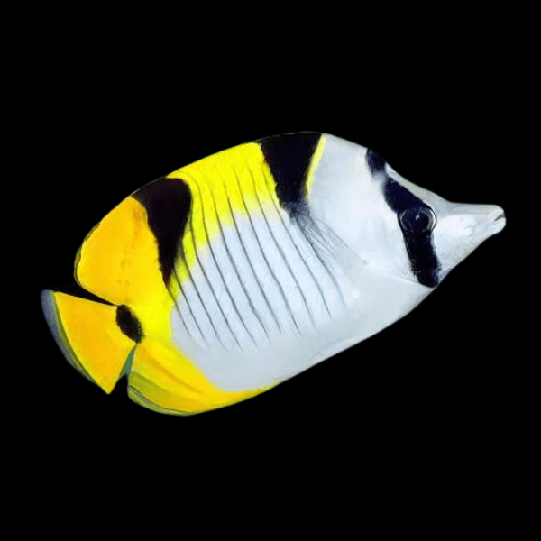 Blackwedged Butterfly Fish Chaetodon Falcula