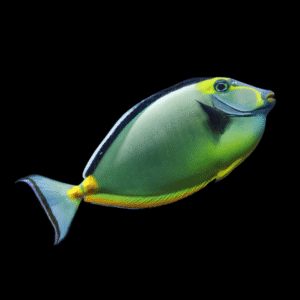 Blonde Lipstick Naso Tang Naso Lituratus