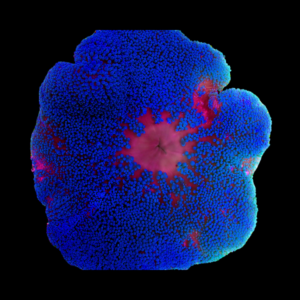 Blue Carpet Anemone Stichodaqctyla Haddoni