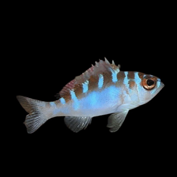 Blue Chalk Bass Serranus Tortugarum