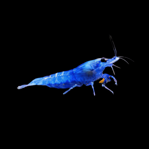 x30 Blue Diamond Shrimp Neocaridina 2cm – Auction