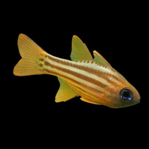 Blue Eyed Cardinal Fish Ostorhinchus Compressus