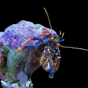 Blue Eyed Hermit Crab Clibanarius Tricolor