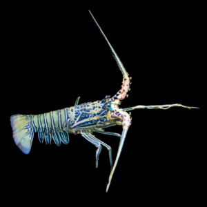 Blue Lobster Panulirius Versicolor