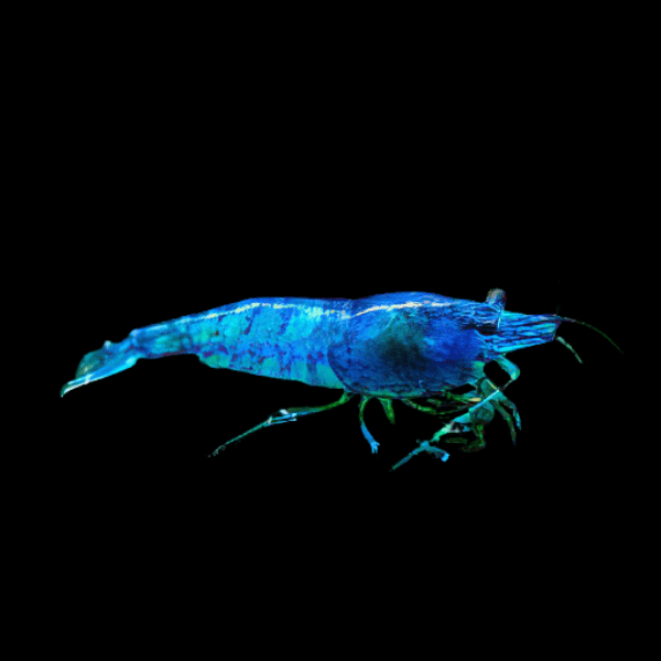 Blue Navi Shrimp Neocaridina 2cm