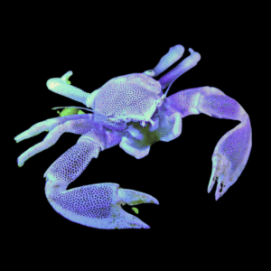 Blue Porcelain Anemone Crabs Neopetrolisthes Ohshimai