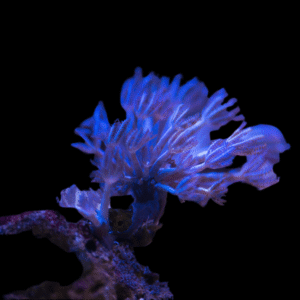 Blue Pulsing Xenia Soft Coral Conglomeratusclera Coerulea
