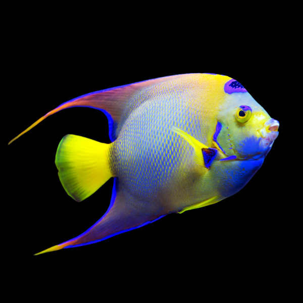 Blue Queen Angelfish Holacanthus Isabelita
