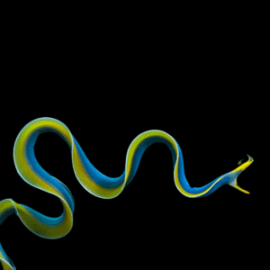 Blue Ribbon Eel Rhinomuraena Quaesita