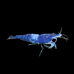 Blue Stripe Rili Shrimp Neocaridina 2cm