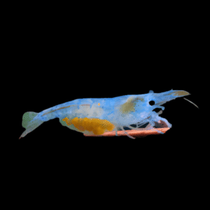 Blue Sakura Shrimp Neocaridina Heteropda 2cm
